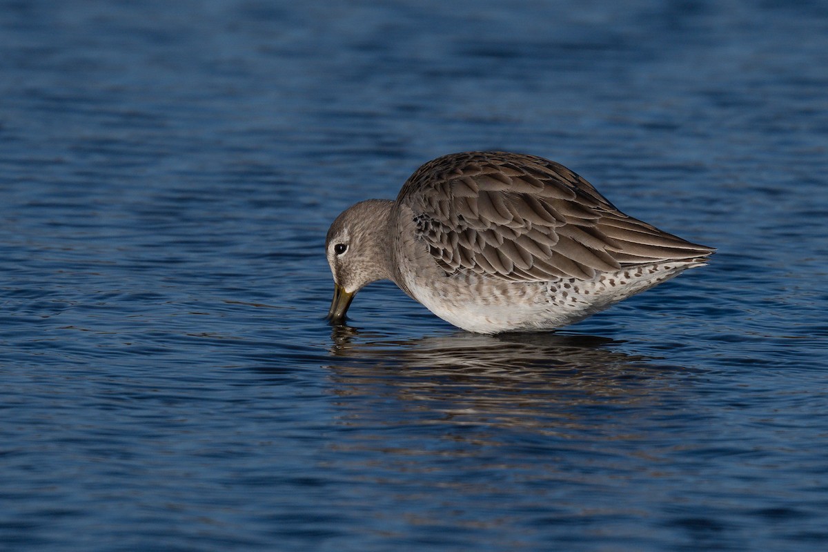 Long-billed Dowitcher - ML647003512
