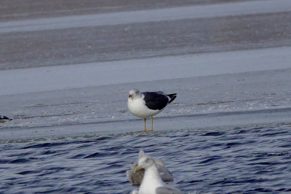 Lesser Black-backed Gull - ML647003515
