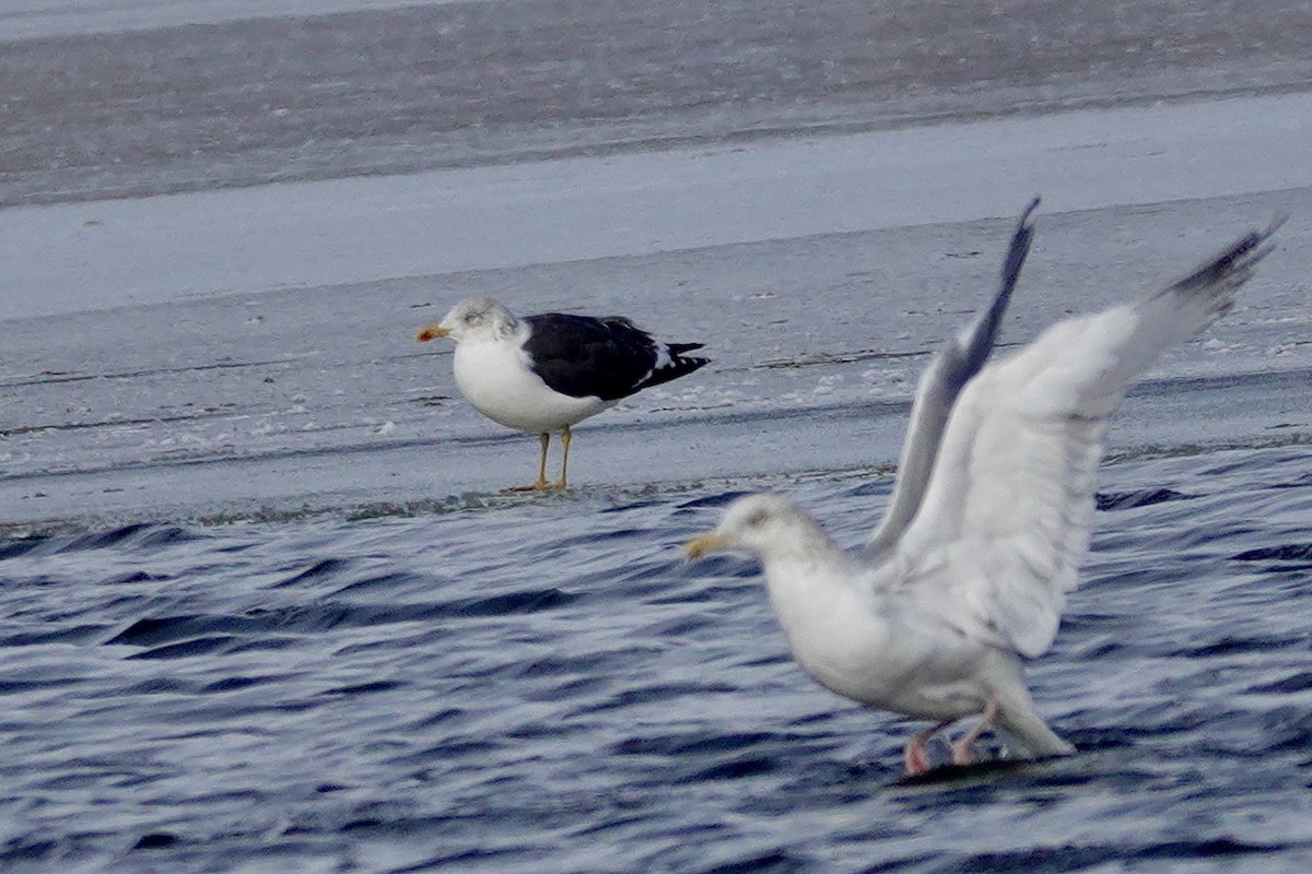 Lesser Black-backed Gull - ML647003516
