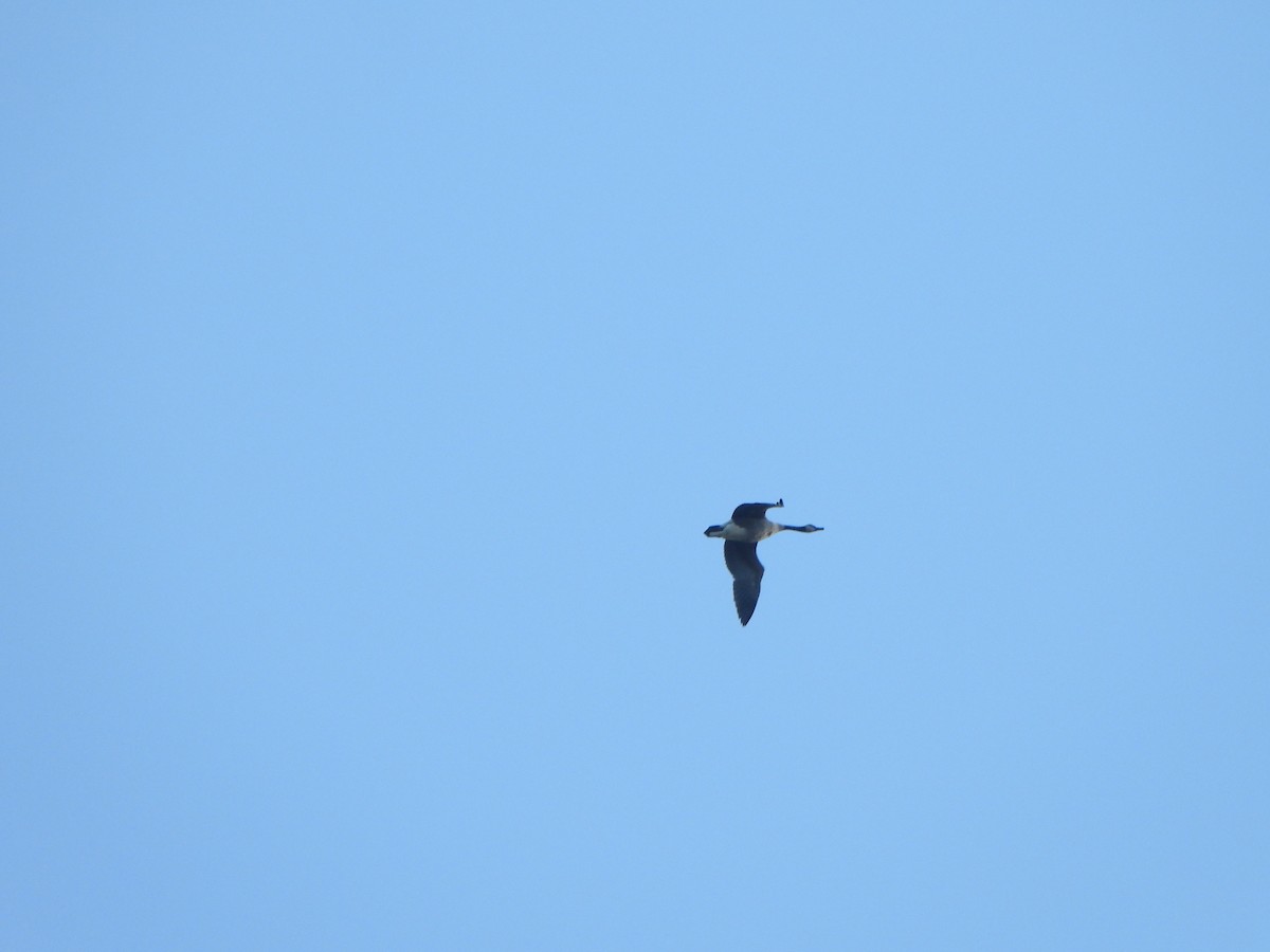 Казарка канадська - ML647003517