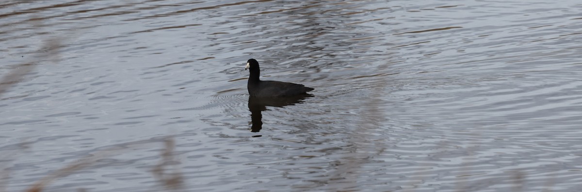 American Coot - ML647003523