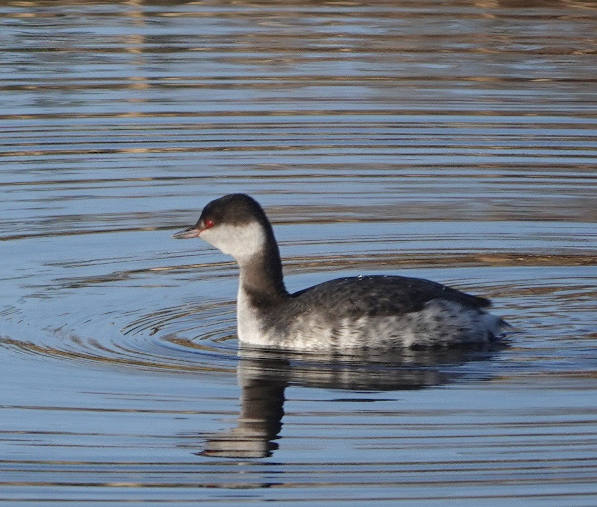 Txilinporta urrebelarria - ML647003524