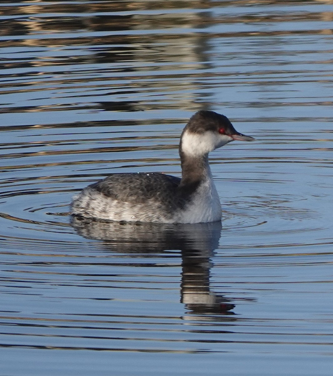 Txilinporta urrebelarria - ML647003525