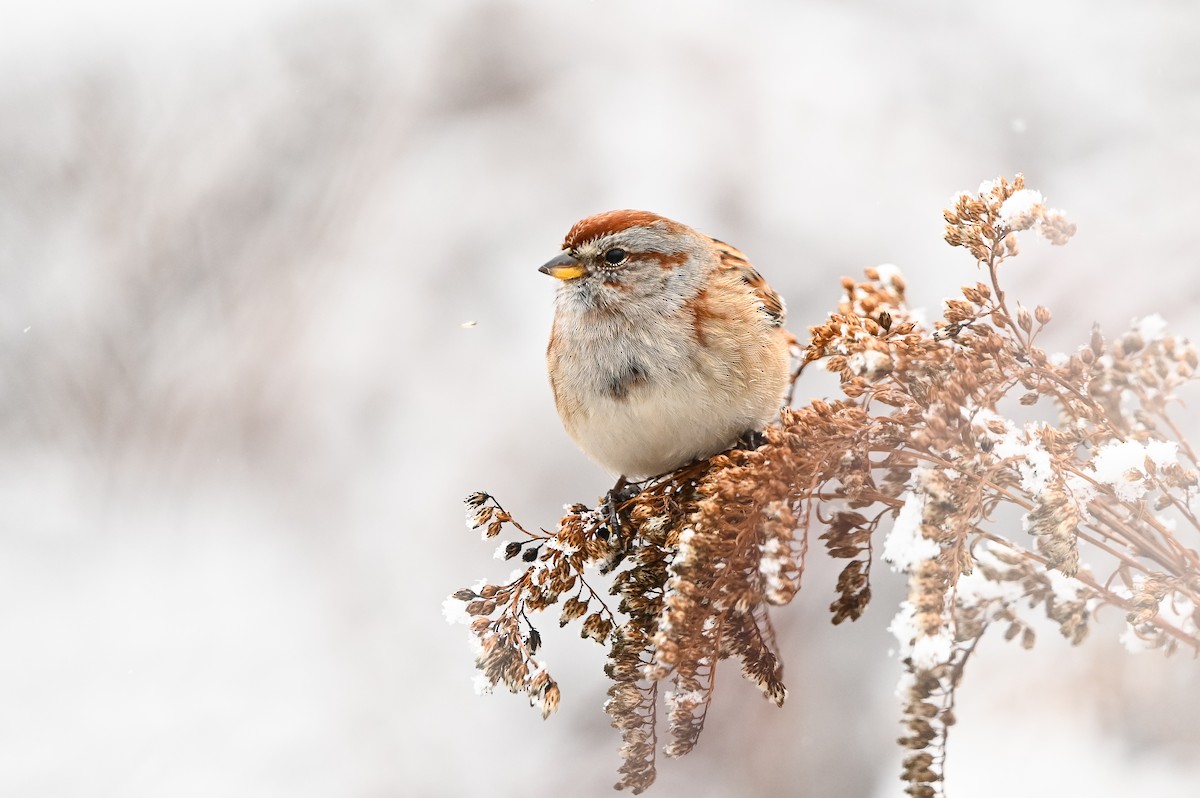 American Tree Sparrow - ML647003528