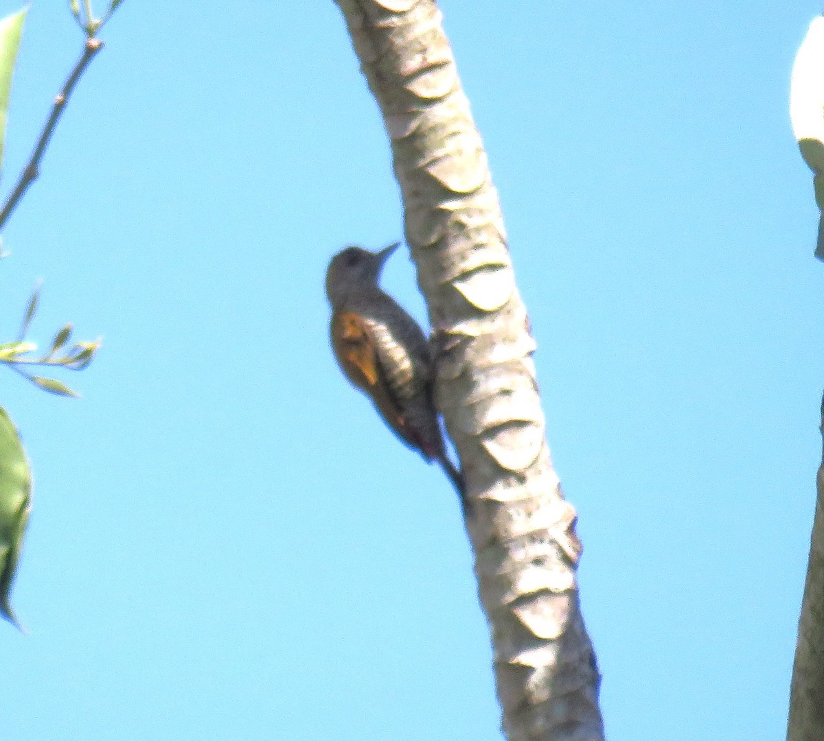 Red-rumped Woodpecker - ML647003529