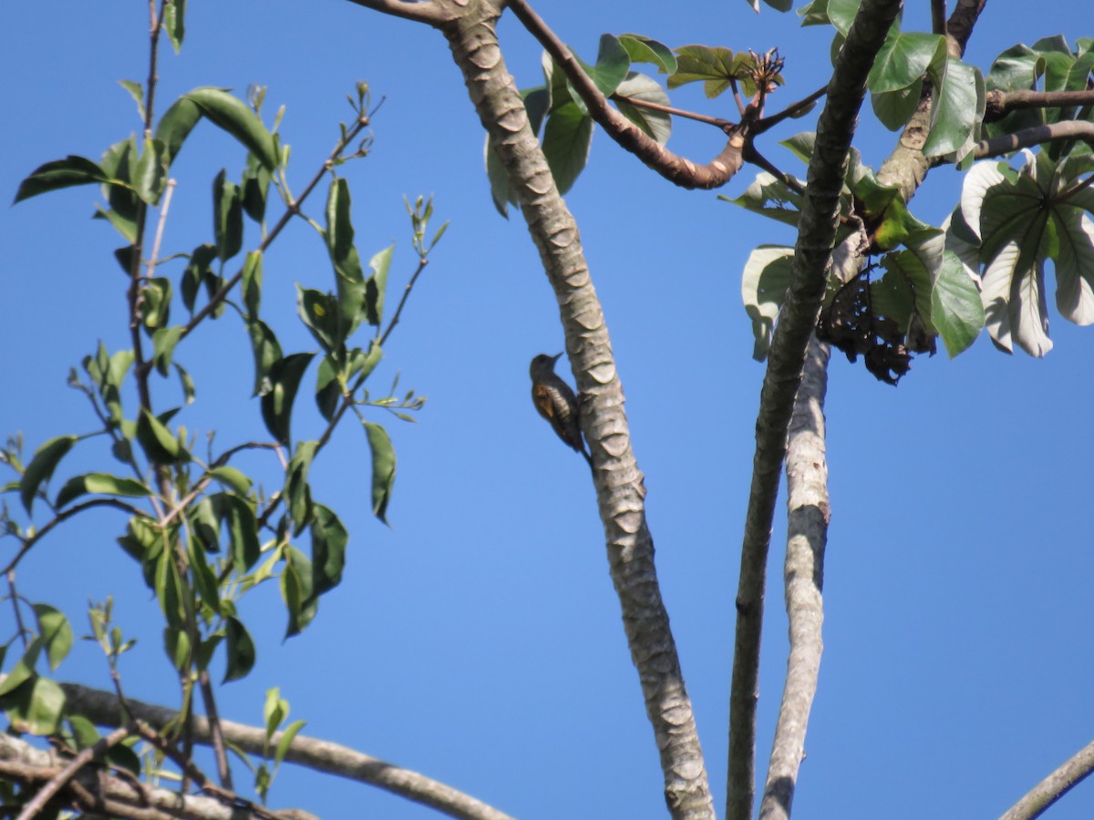Red-rumped Woodpecker - ML647003531