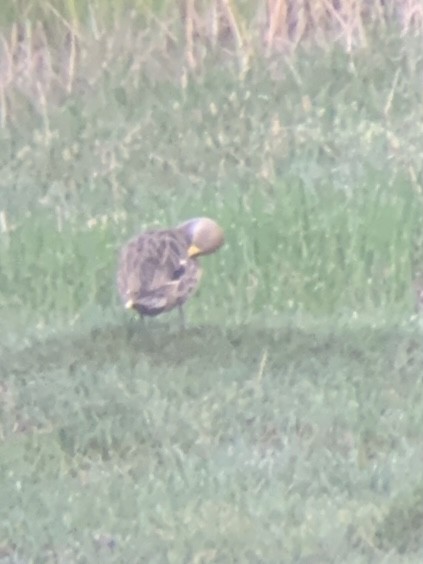 Yellow-billed Pintail - ML647003533