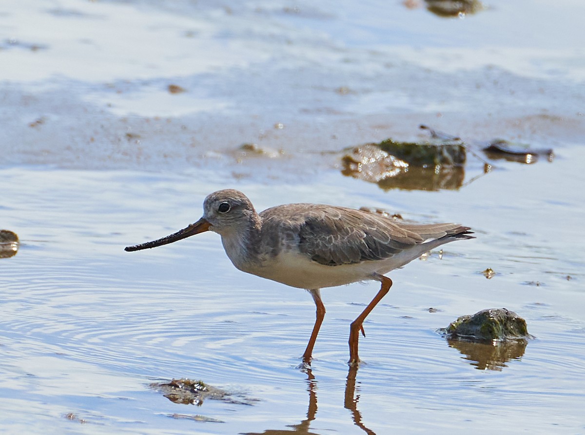 Andarríos del Terek - ML647003535