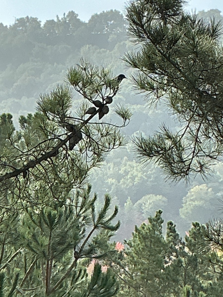 Geai buissonnier - ML647003541