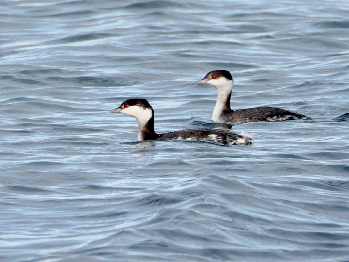 Txilinporta urrebelarria - ML647003544