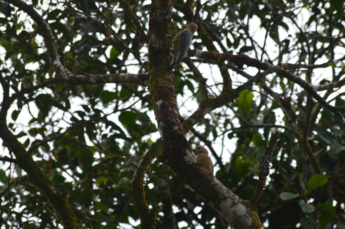 Pic à couronne rouge - ML647003546