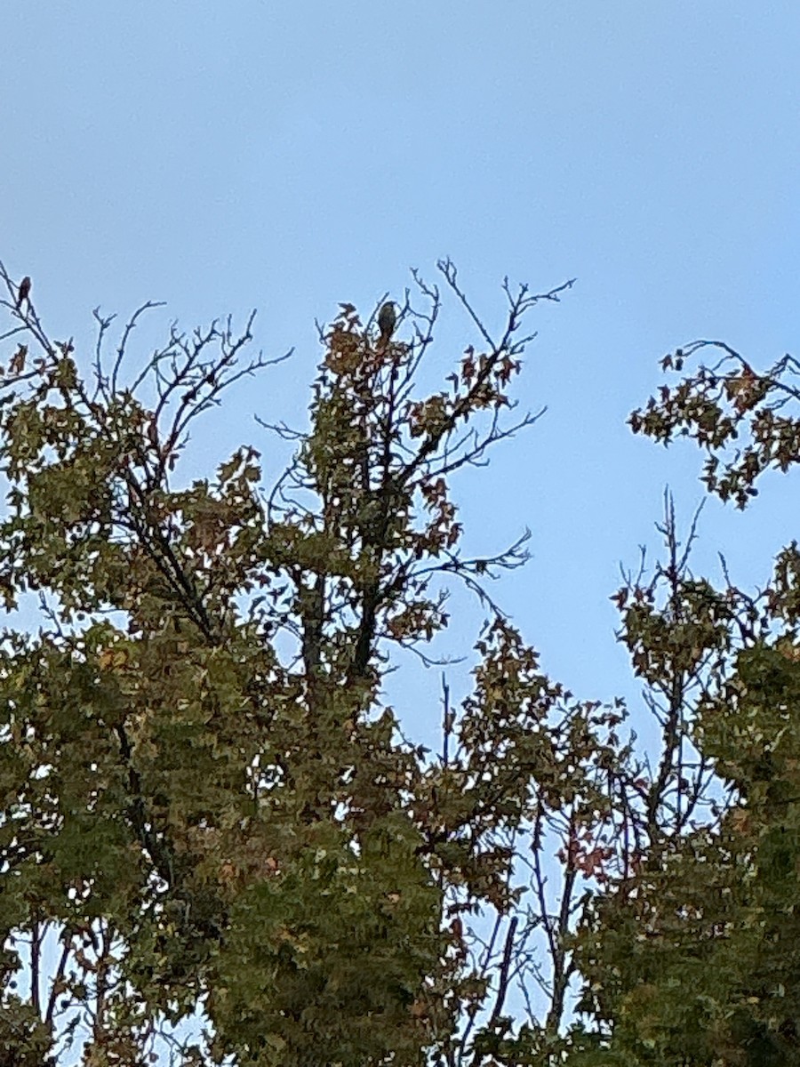 House Sparrow - ML647003548