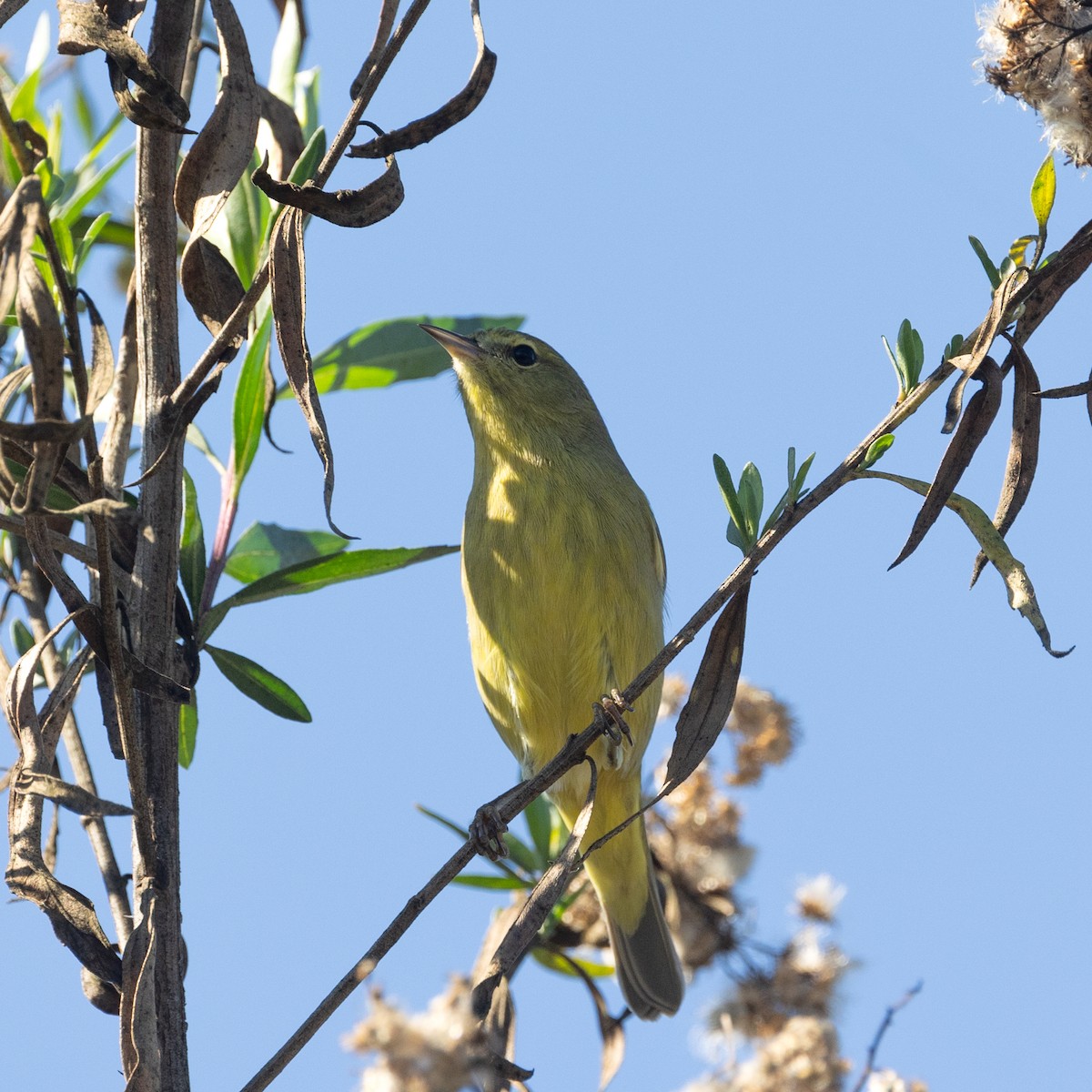 Рыжешапочная древесница - ML647003556