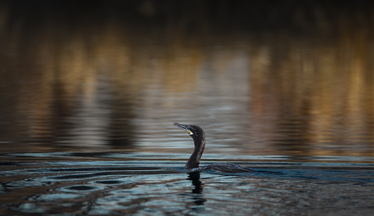 Neotropic Cormorant - ML647003558