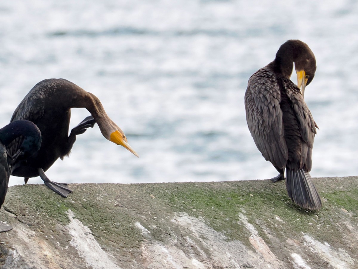 ミミヒメウ - ML647003560