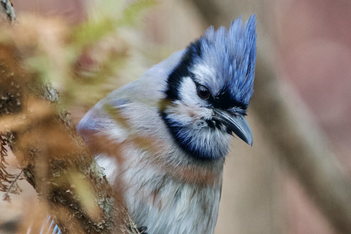 Mavi Karga - ML647003561