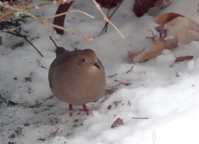 Carolinataube - ML647003566