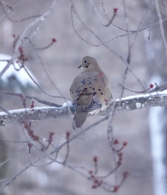 Carolinataube - ML647003567