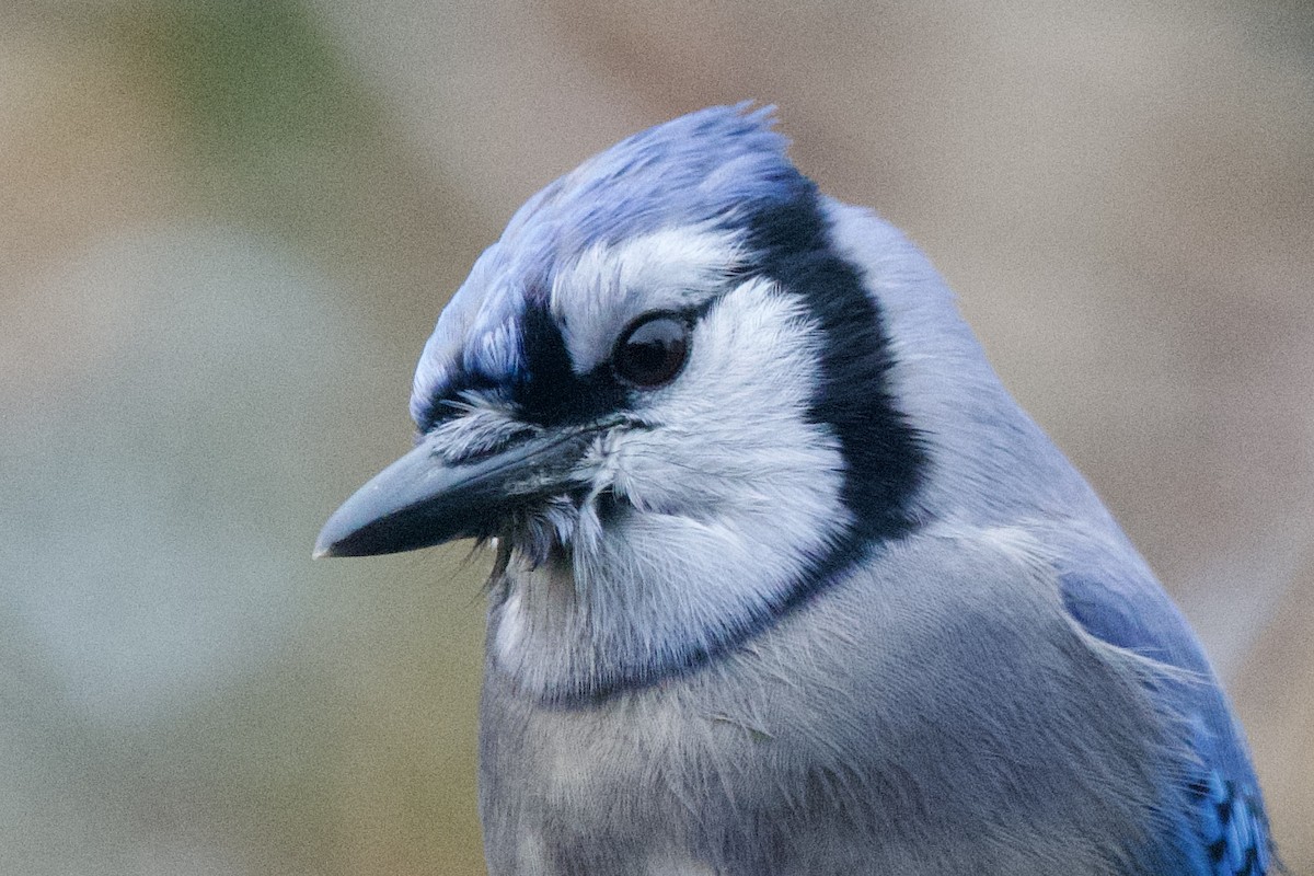 Mavi Karga - ML647003569