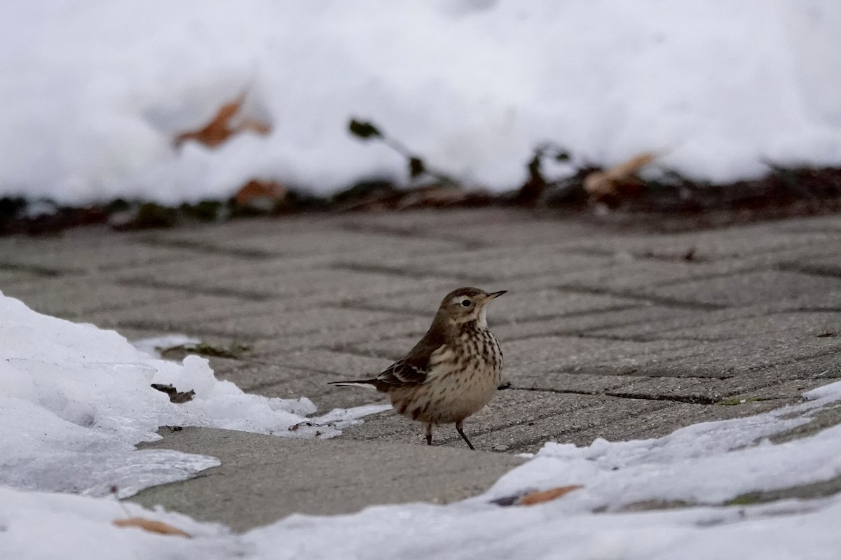 Txirta amerikarra - ML647003573