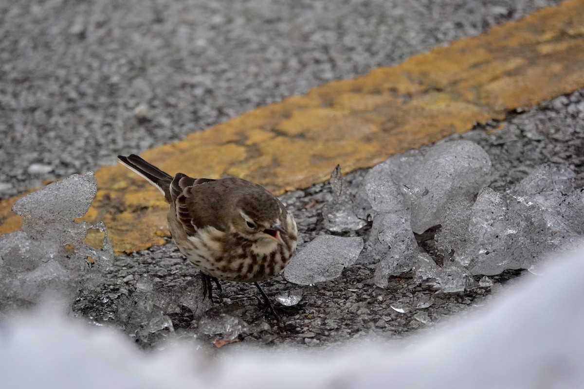 Txirta amerikarra - ML647003574