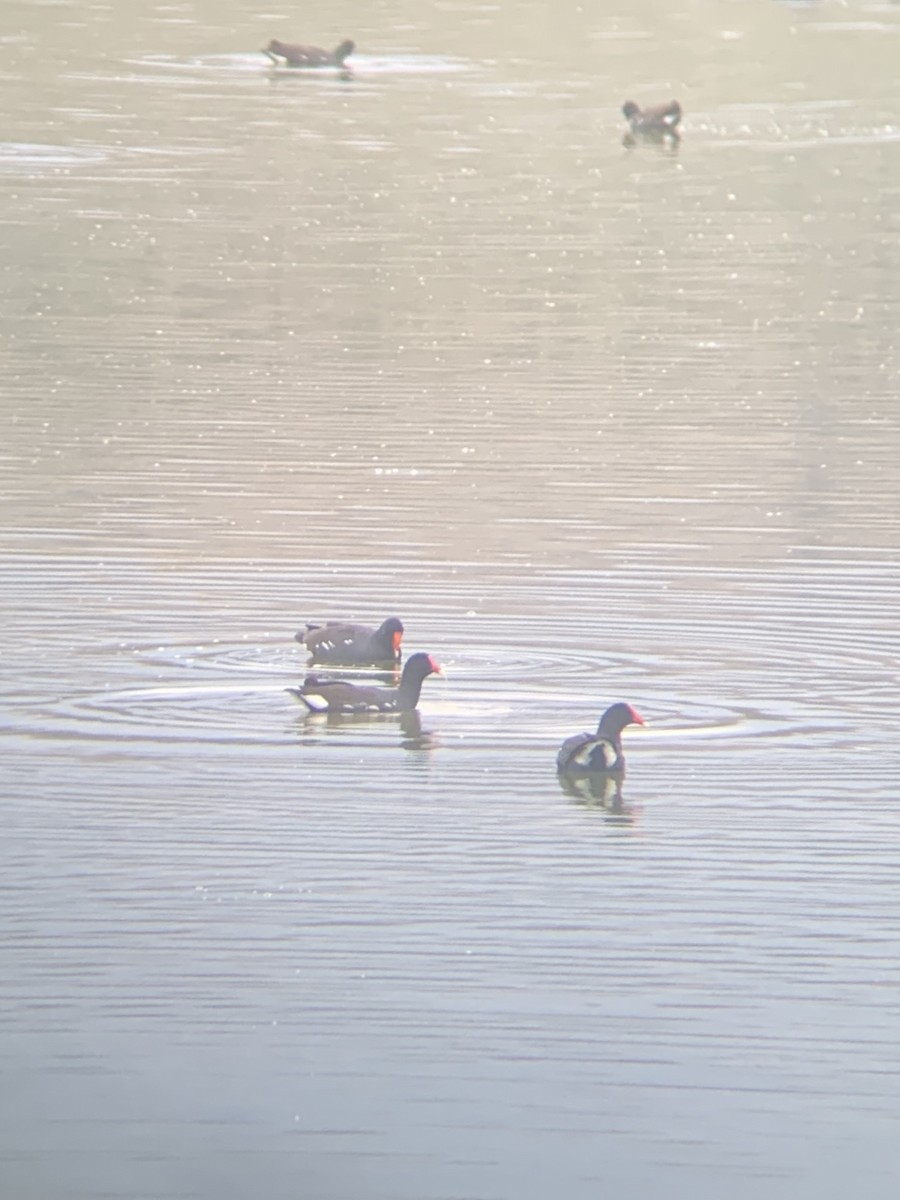 Common Gallinule - ML647003576