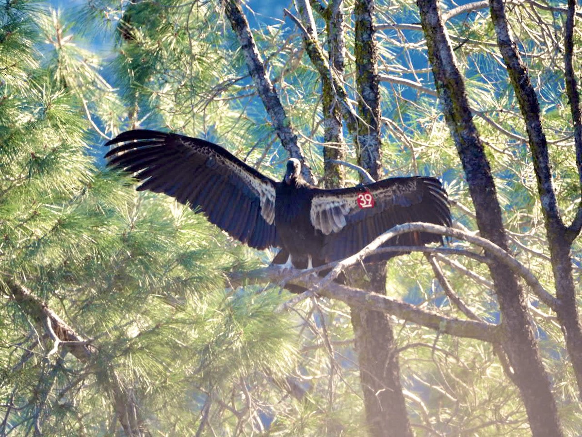 California Condor - ML647003578