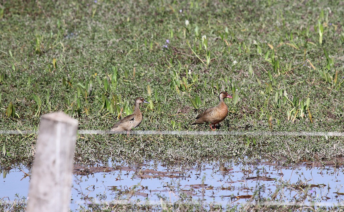 Brazilian Teal - ML647003579