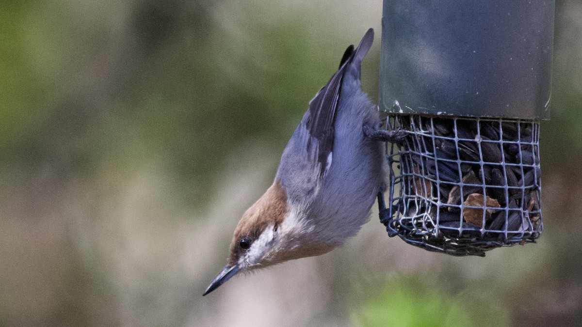 Brown-headed Nuthatch - ML647003581