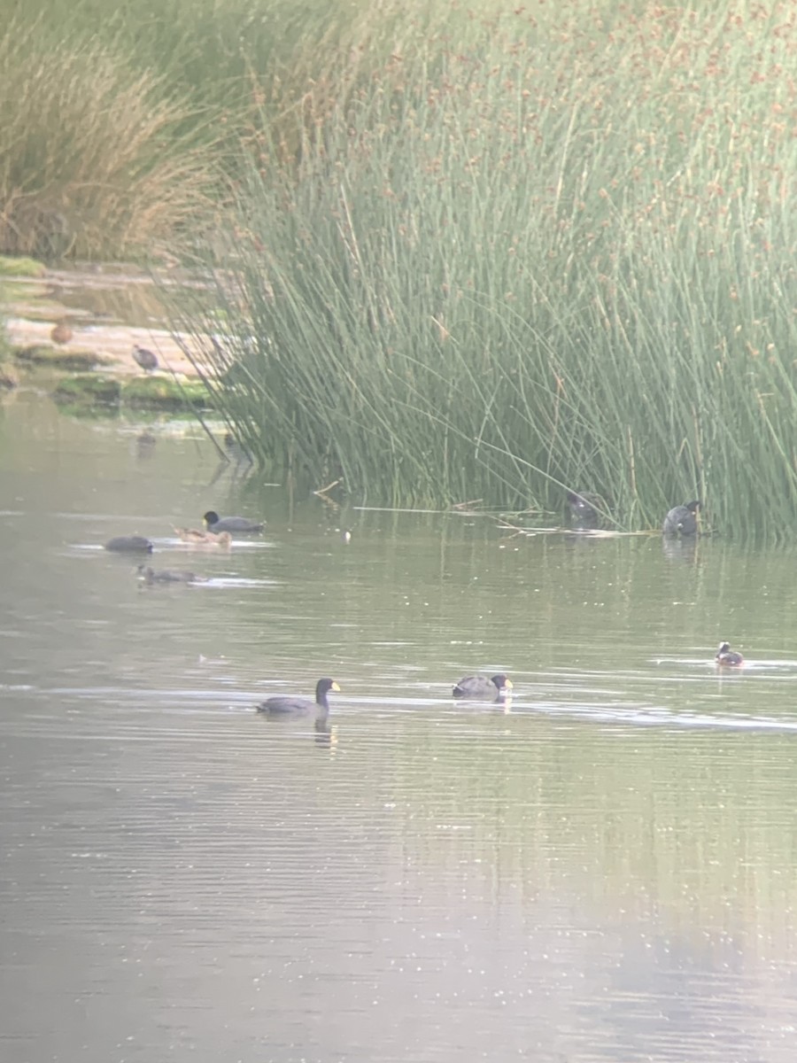 Slate-colored Coot - ML647003586