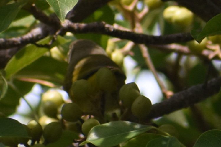 Nashville Warbler - ML647003588