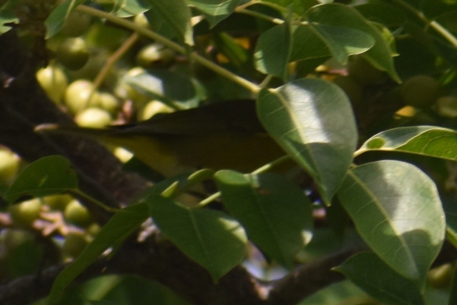 Nashville Warbler - ML647003589