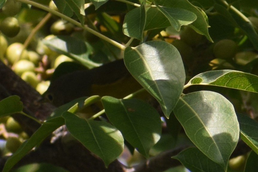 Nashville Warbler - ML647003590