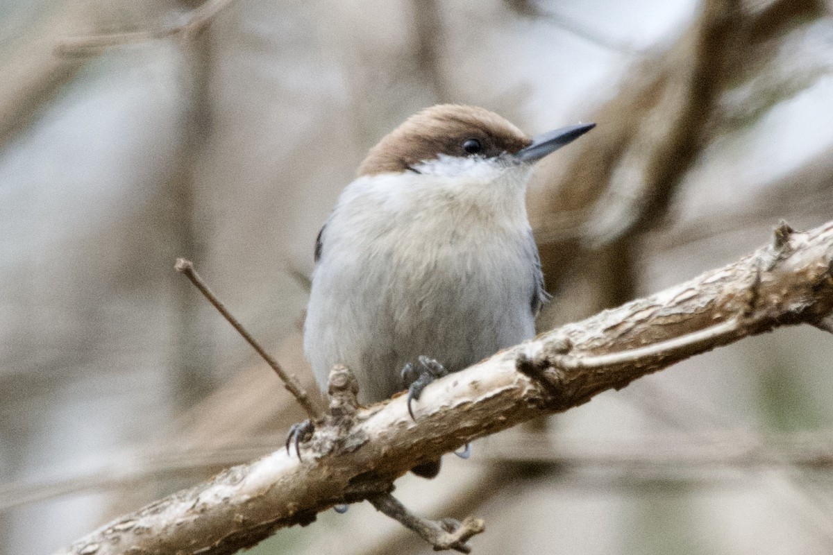 Brown-headed Nuthatch - ML647003596