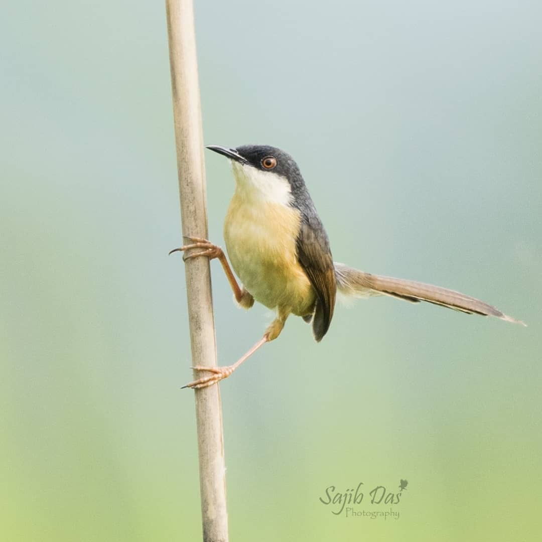 Rostbauchprinie - ML647003597