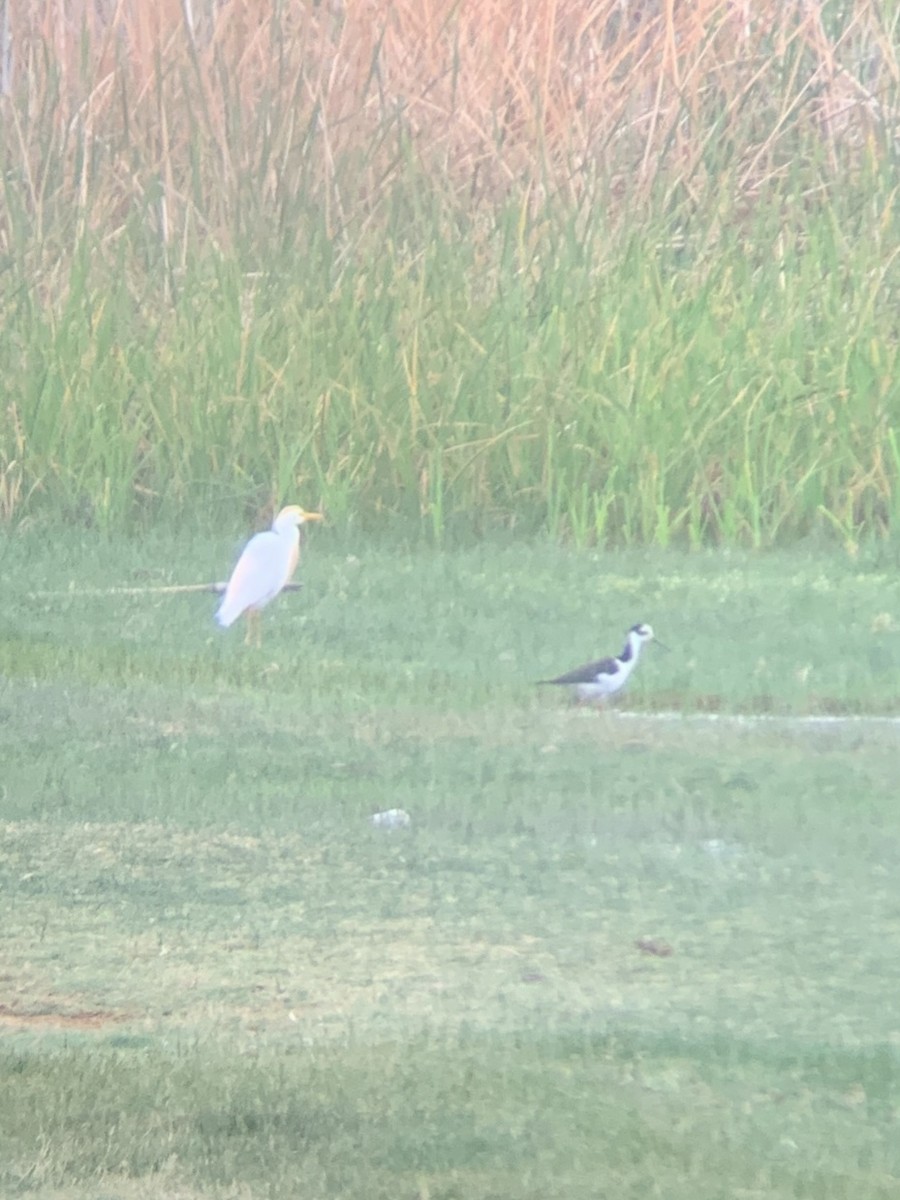 Black-necked Stilt - ML647003600