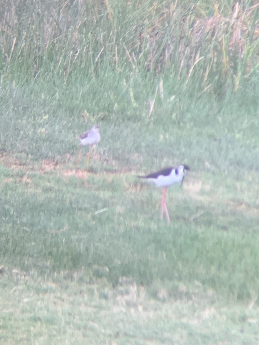 Black-necked Stilt - ML647003601