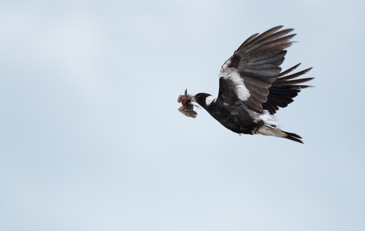 カササギフエガラス - ML647003608