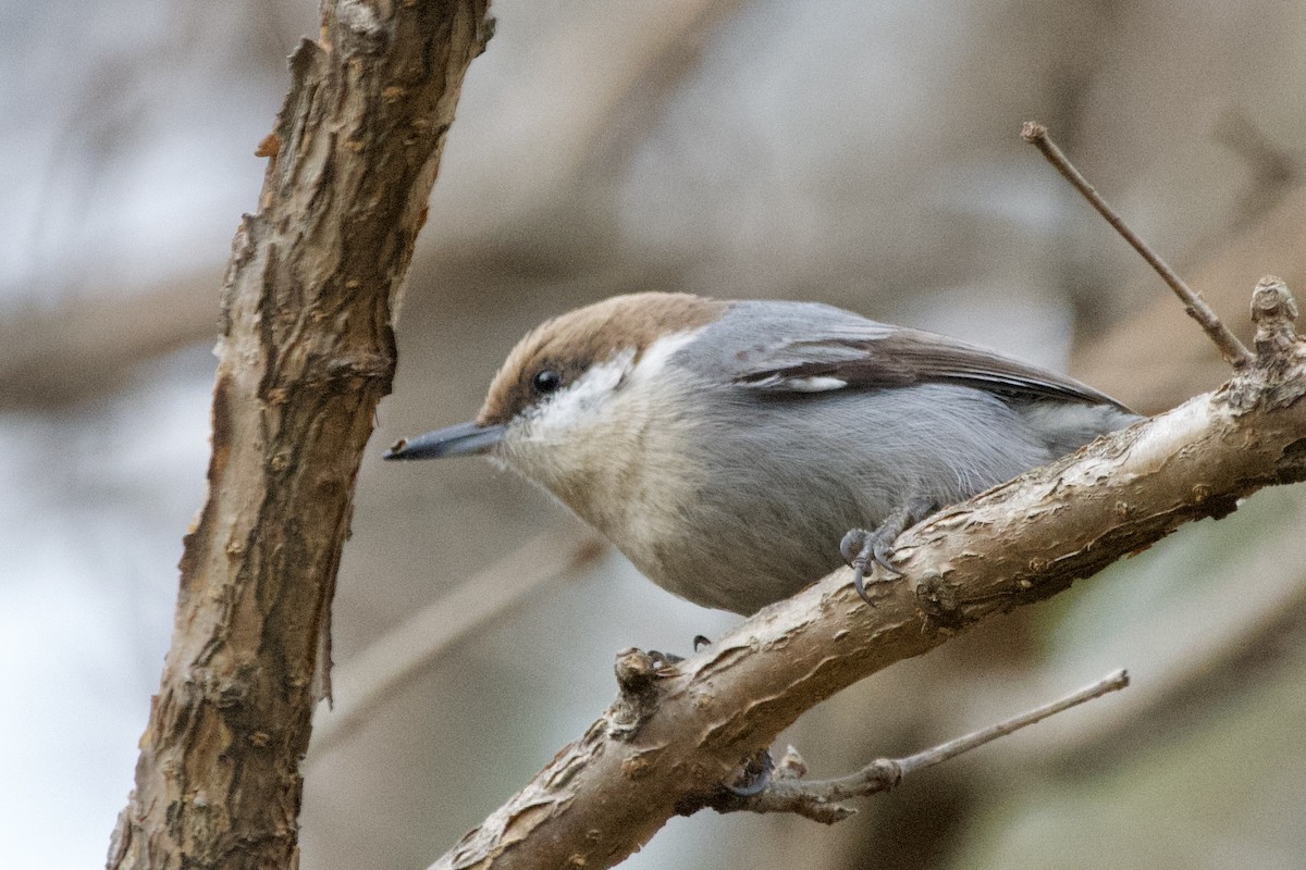 Brown-headed Nuthatch - ML647003610