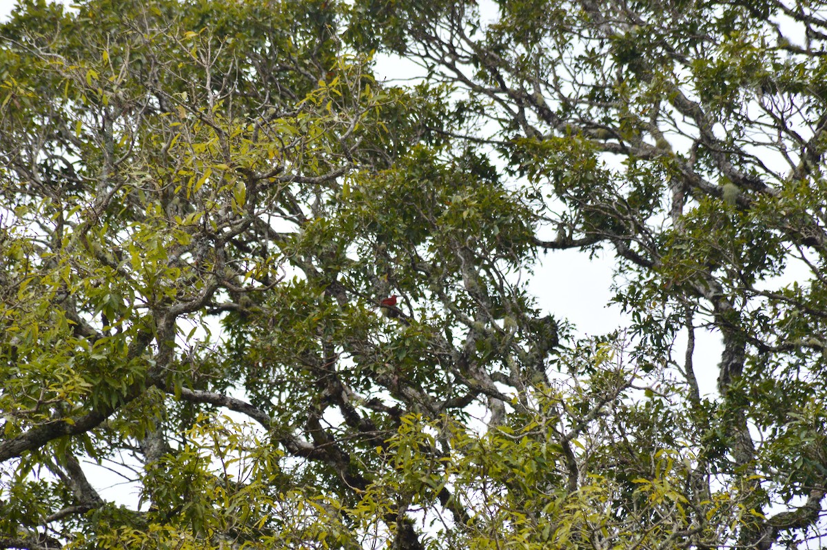 Summer Tanager - ML647003612