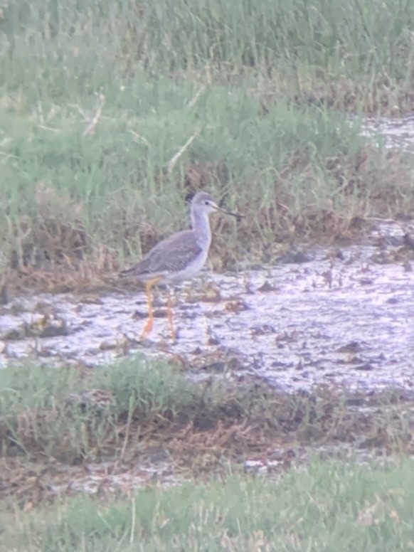 Greater Yellowlegs - ML647003614