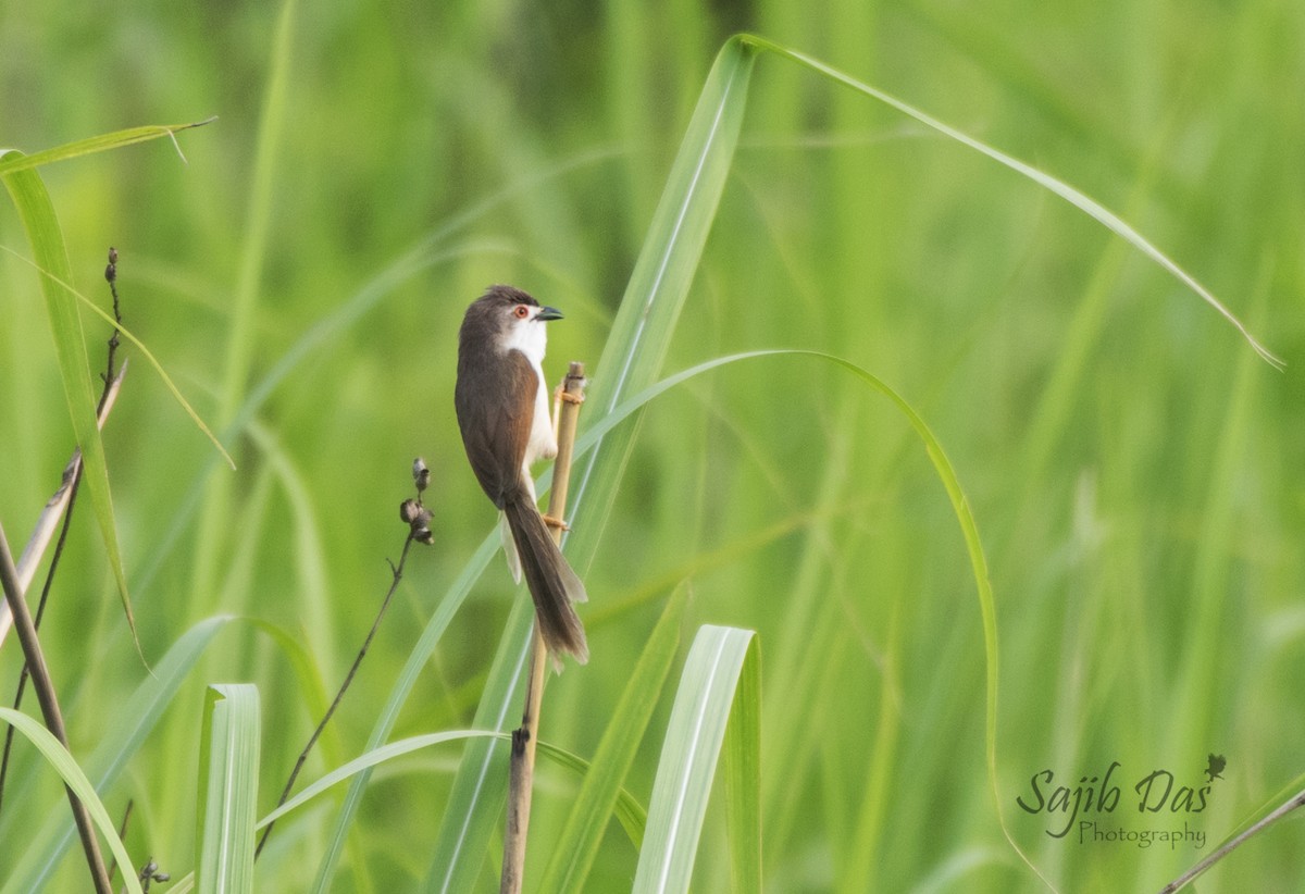 Yellow-eyed Babbler - ML647003616