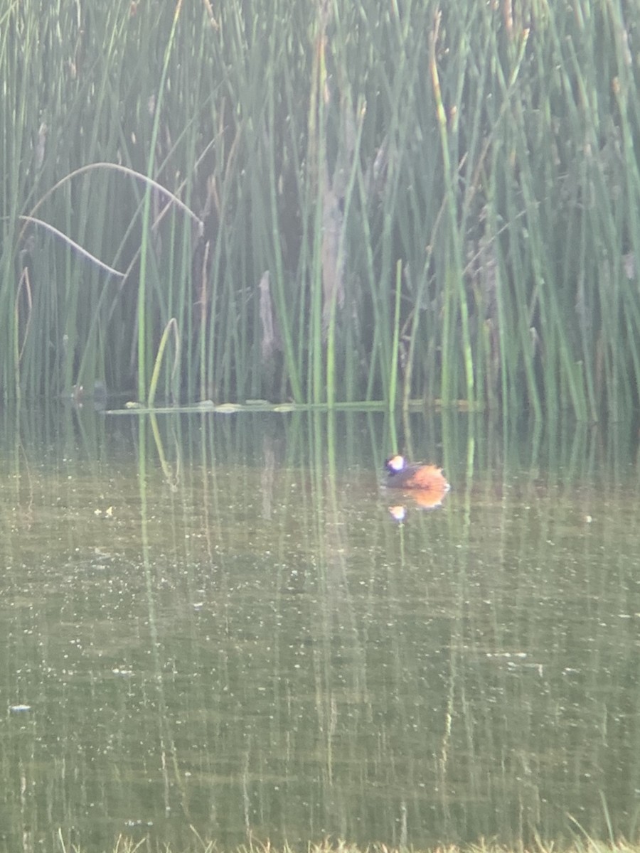 White-tufted Grebe - ML647003618