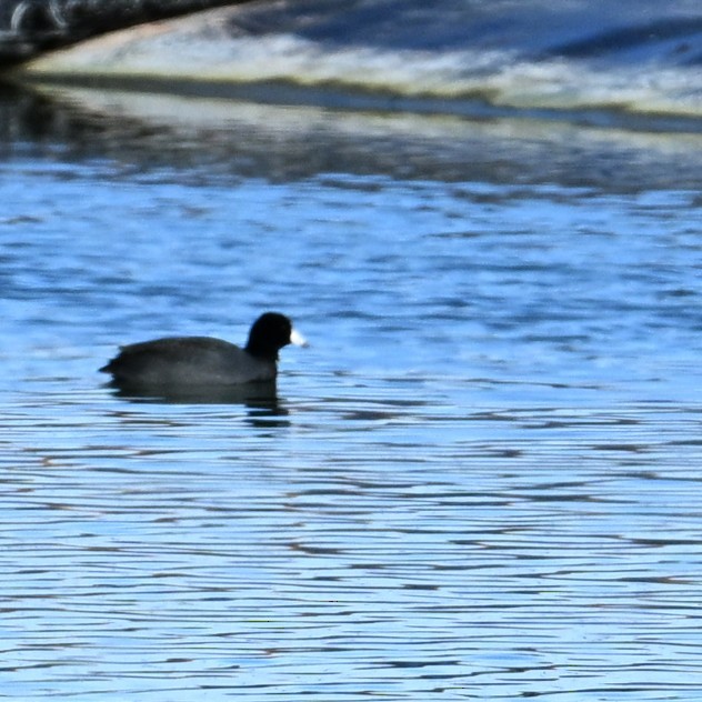 American Coot - ML647003619