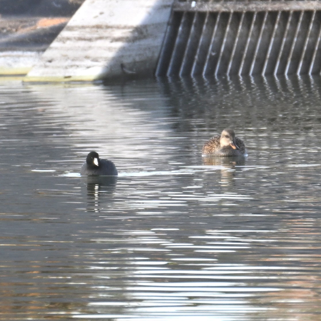 American Coot - ML647003620
