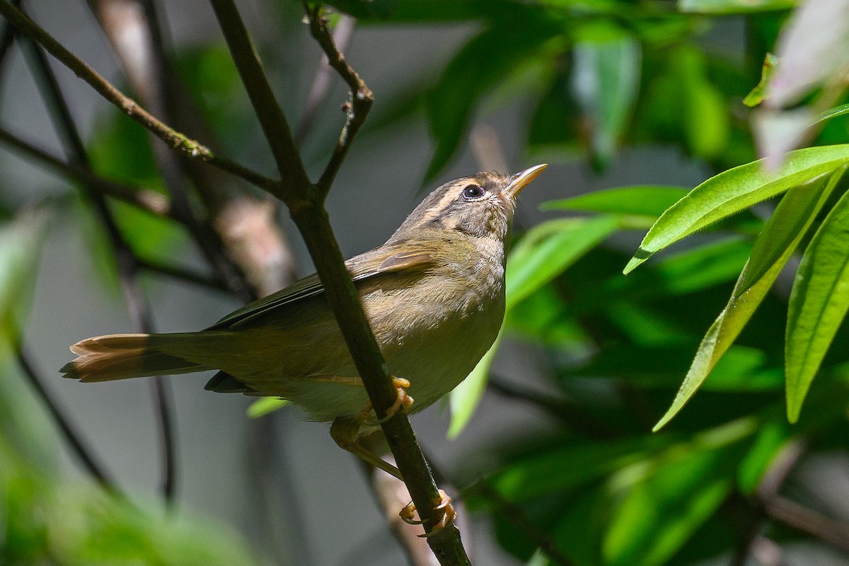 Radde's Warbler - ML647003621
