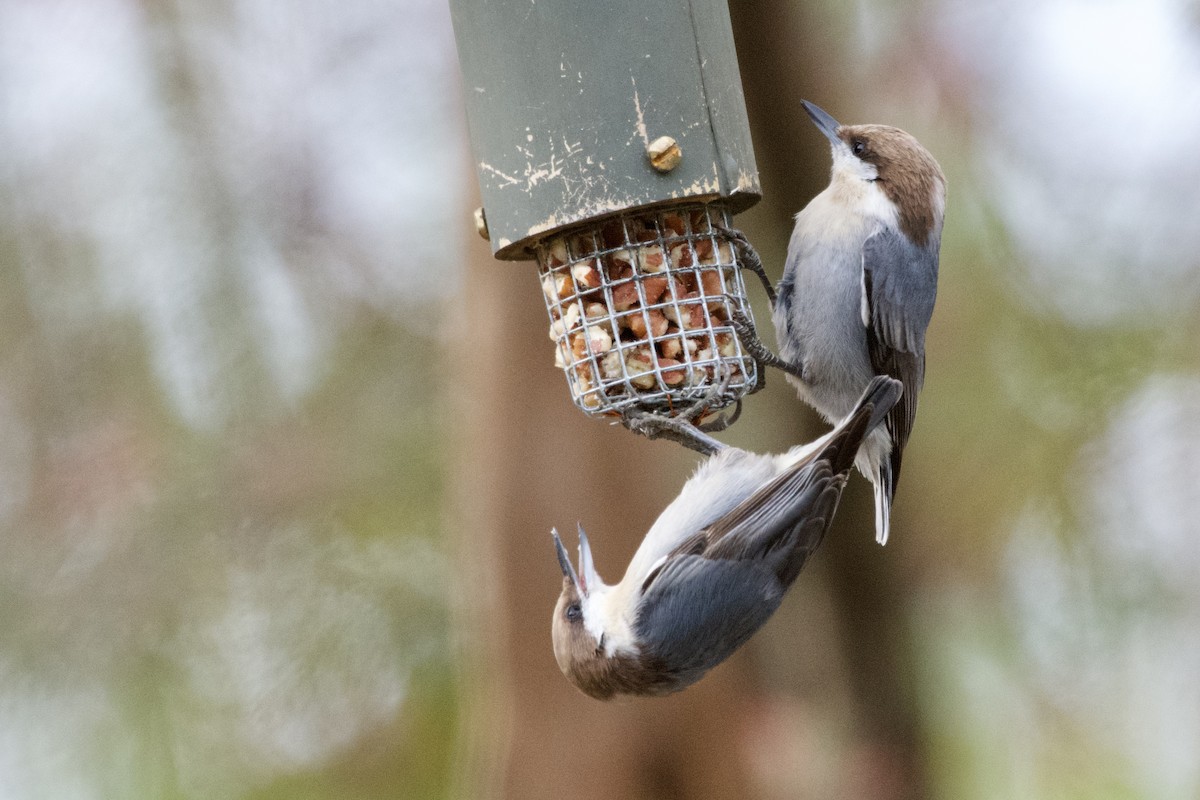 Brown-headed Nuthatch - ML647003623