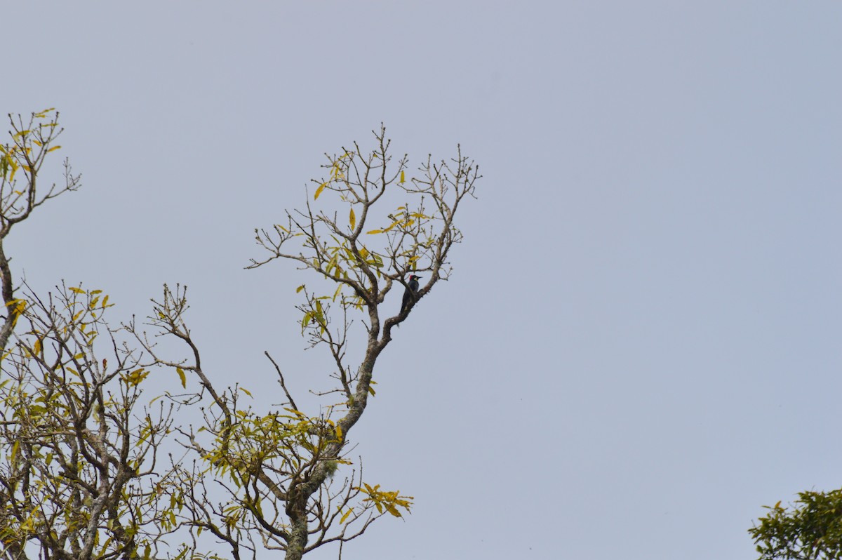 Acorn Woodpecker - ML647003625