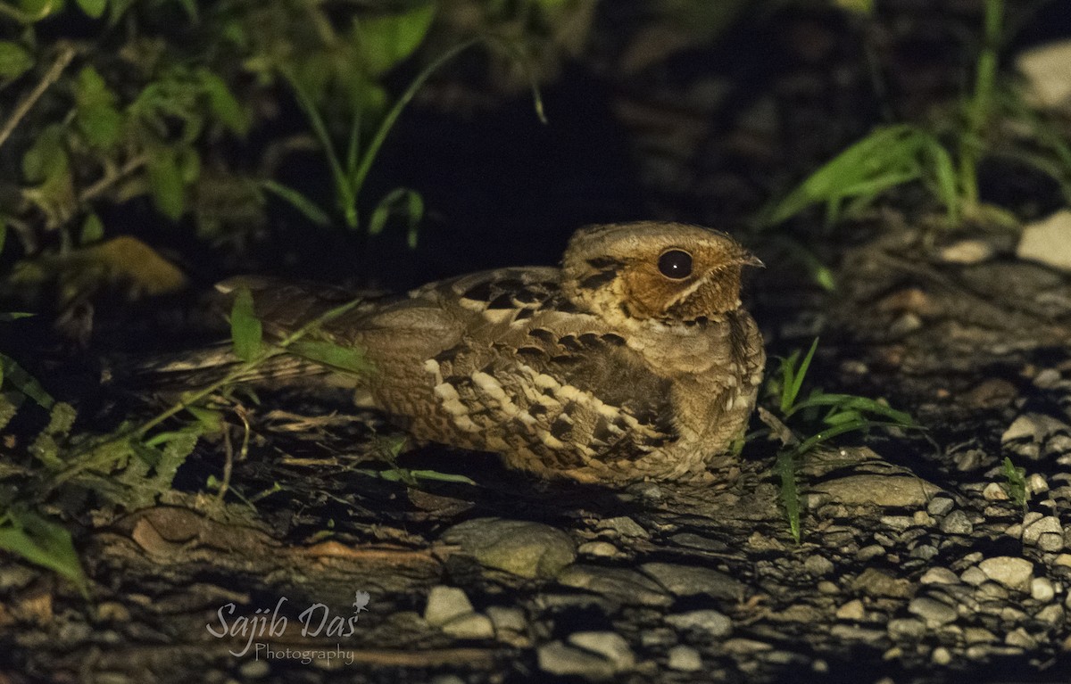 Large-tailed Nightjar - ML647003629