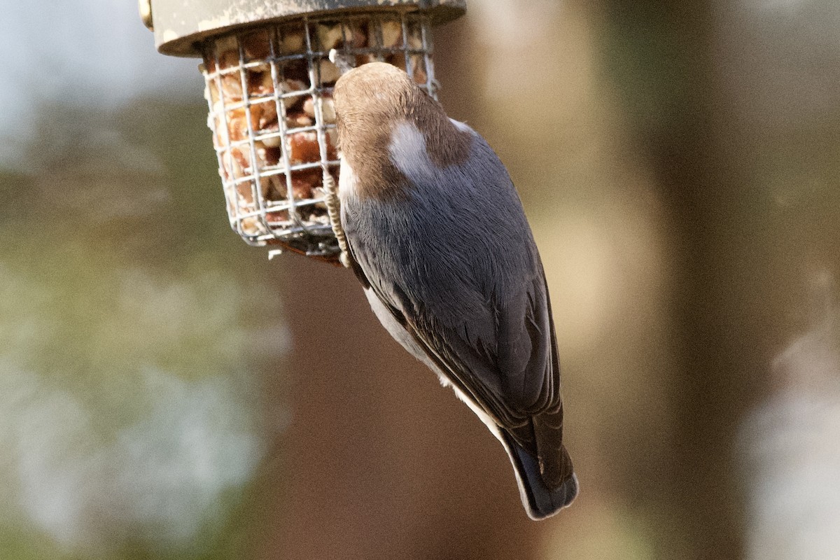 Brown-headed Nuthatch - ML647003632